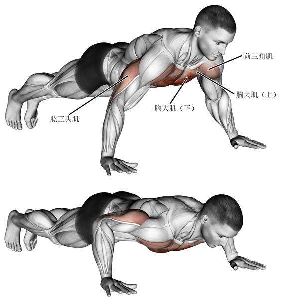 開yun官網(wǎng)入口登錄APP下載 徒手練胸最好的7個動作，打造圓潤胸肌，值得收藏！