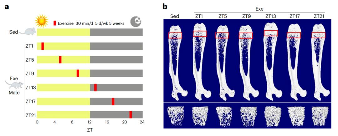 鍛煉的程度_達(dá)到鍛煉身體的效果_人通過(guò)鍛煉可以達(dá)到什么程度