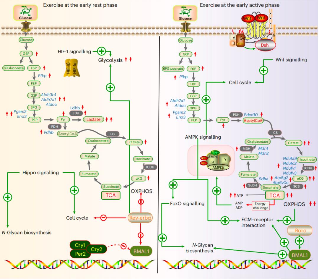 人通過(guò)鍛煉可以達(dá)到什么程度_鍛煉的程度_達(dá)到鍛煉身體的效果