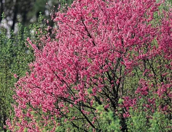 蓮的心事廣場(chǎng)舞視頻_視頻心事廣場(chǎng)蓮舞32步_廣場(chǎng)舞蓮的心事十六步