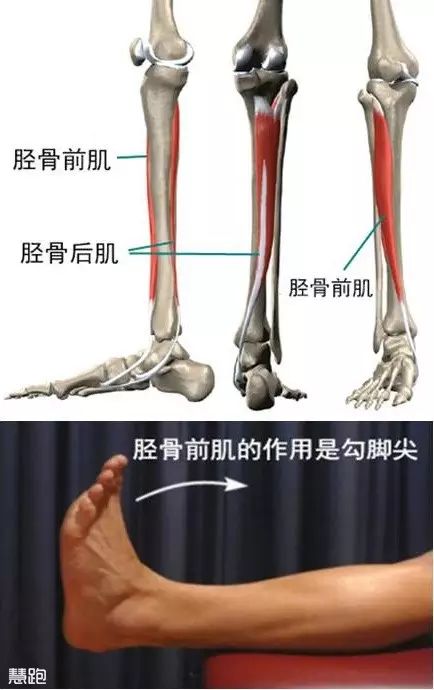 左腳小腿跳動(dòng)_老左腳肌肉腿跳小是咋回事_左腳小腿肌肉老是跳