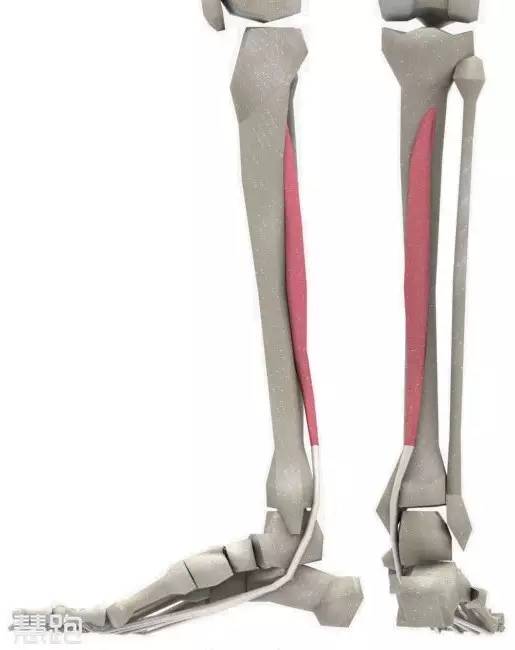 老左腳肌肉腿跳小是咋回事_左腳小腿肌肉老是跳_左腳小腿跳動(dòng)