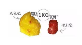 操課屬于有氧還是無氧_操課是有氧運(yùn)動(dòng)嗎_有氧操課程