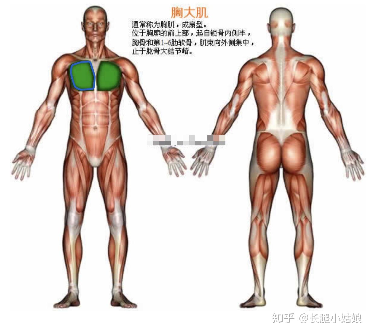 可調(diào)試啞鈴_可調(diào)節(jié)啞鈴安全嗎_可調(diào)節(jié)啞鈴安全嗎為什么