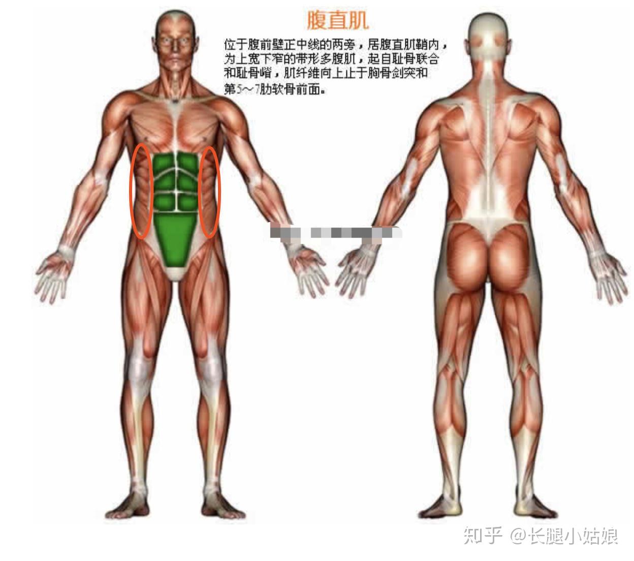 可調(diào)節(jié)啞鈴安全嗎_可調(diào)試啞鈴_可調(diào)節(jié)啞鈴安全嗎為什么
