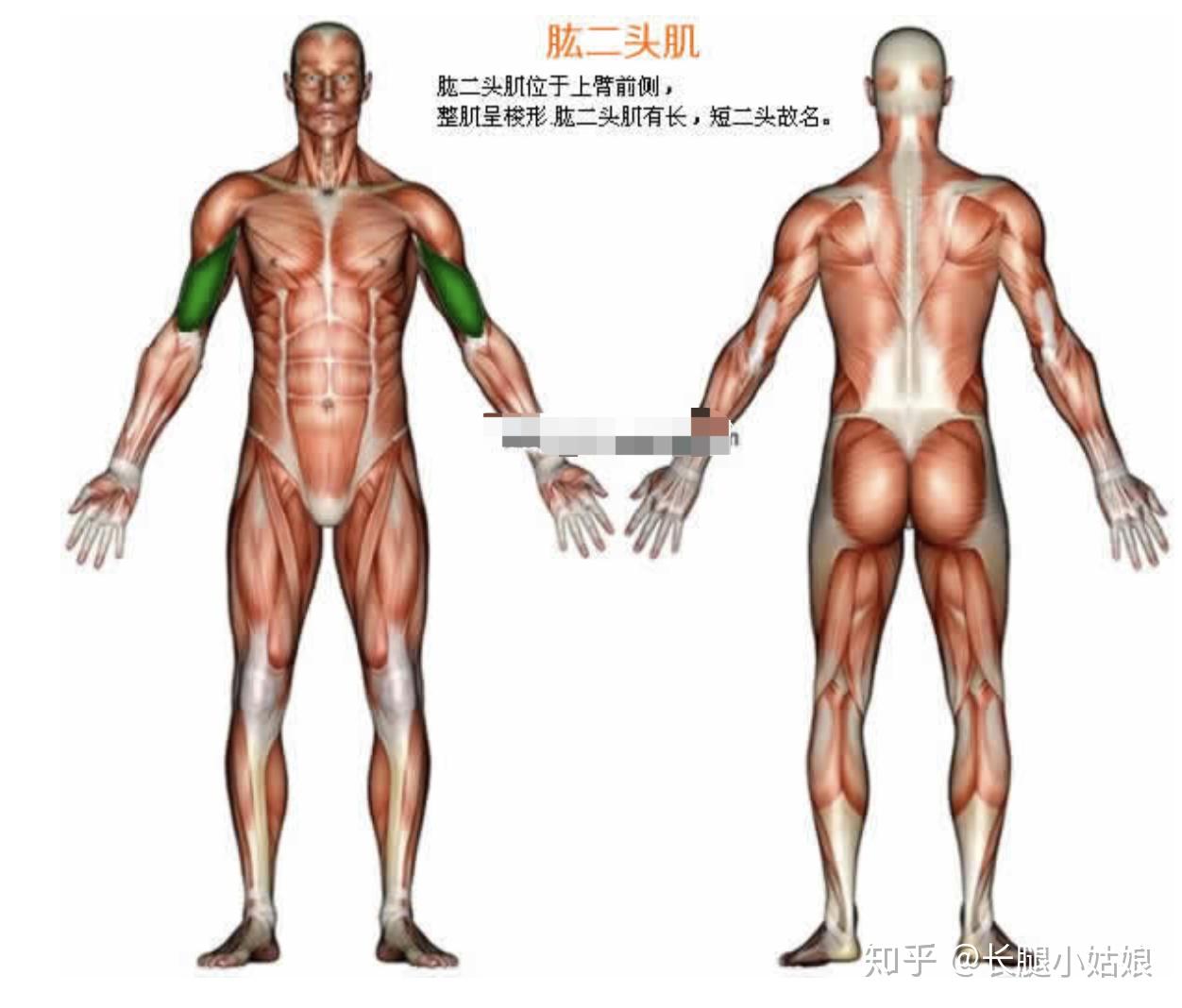 可調(diào)節(jié)啞鈴安全嗎_可調(diào)節(jié)啞鈴安全嗎為什么_可調(diào)試啞鈴