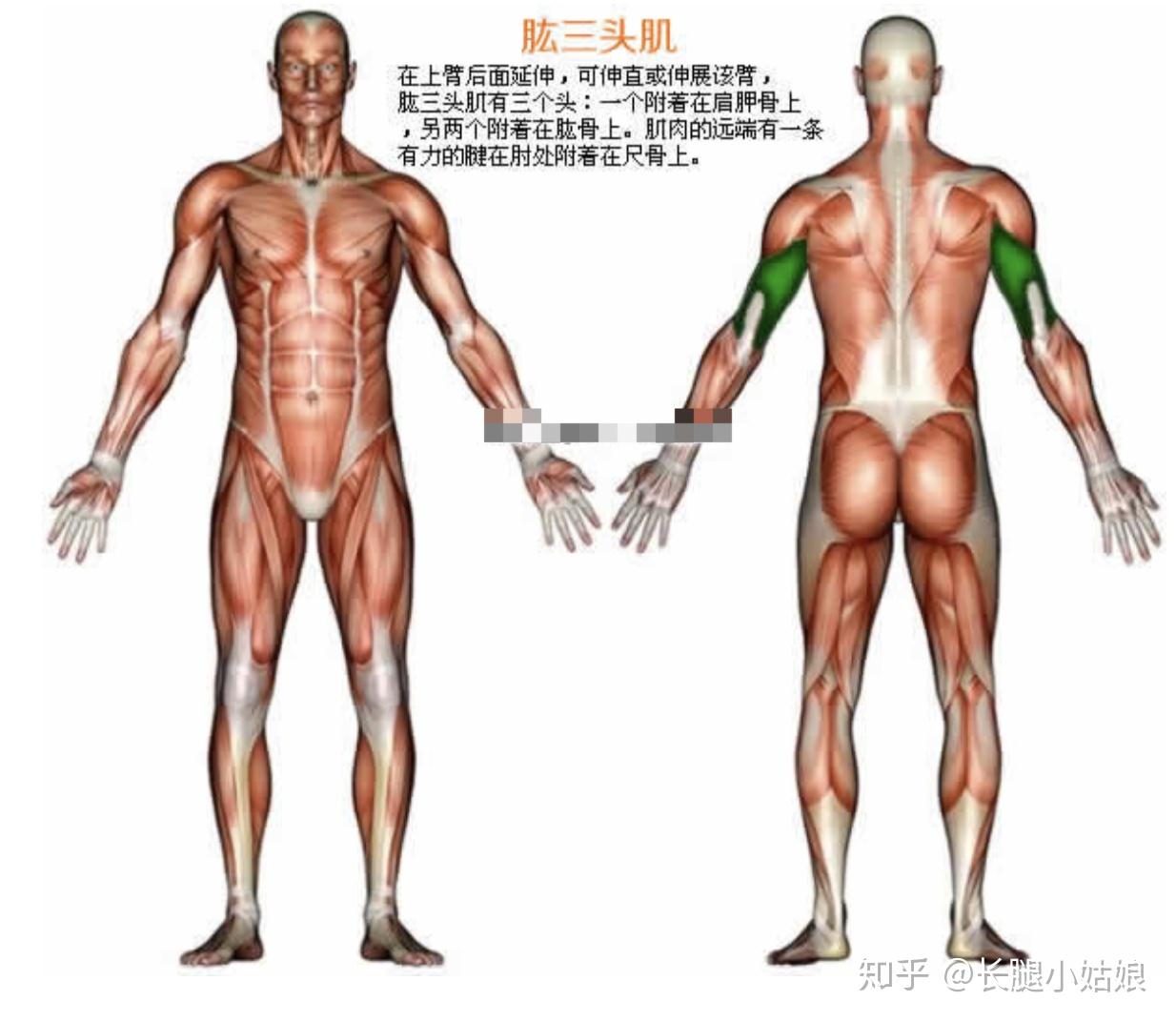 可調(diào)試啞鈴_可調(diào)節(jié)啞鈴安全嗎_可調(diào)節(jié)啞鈴安全嗎為什么