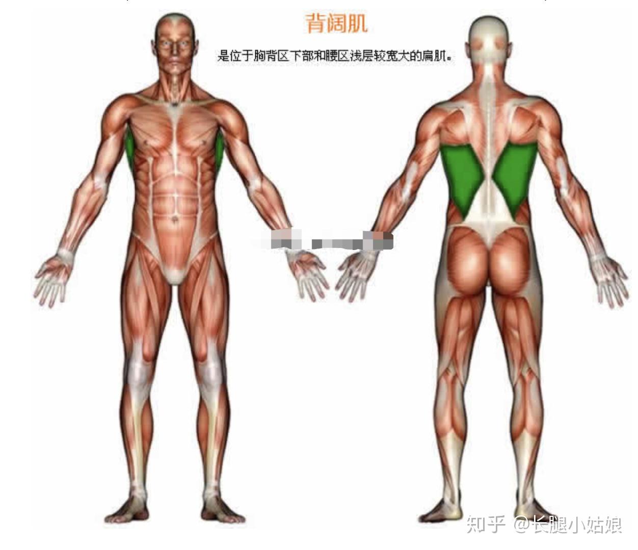 可調(diào)節(jié)啞鈴安全嗎_可調(diào)節(jié)啞鈴安全嗎為什么_可調(diào)試啞鈴