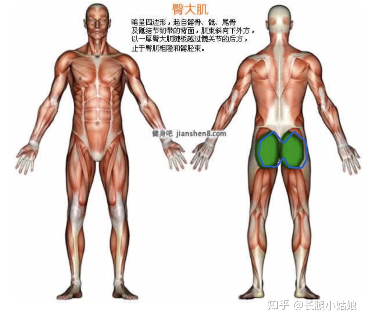可調(diào)試啞鈴_可調(diào)節(jié)啞鈴安全嗎_可調(diào)節(jié)啞鈴安全嗎為什么