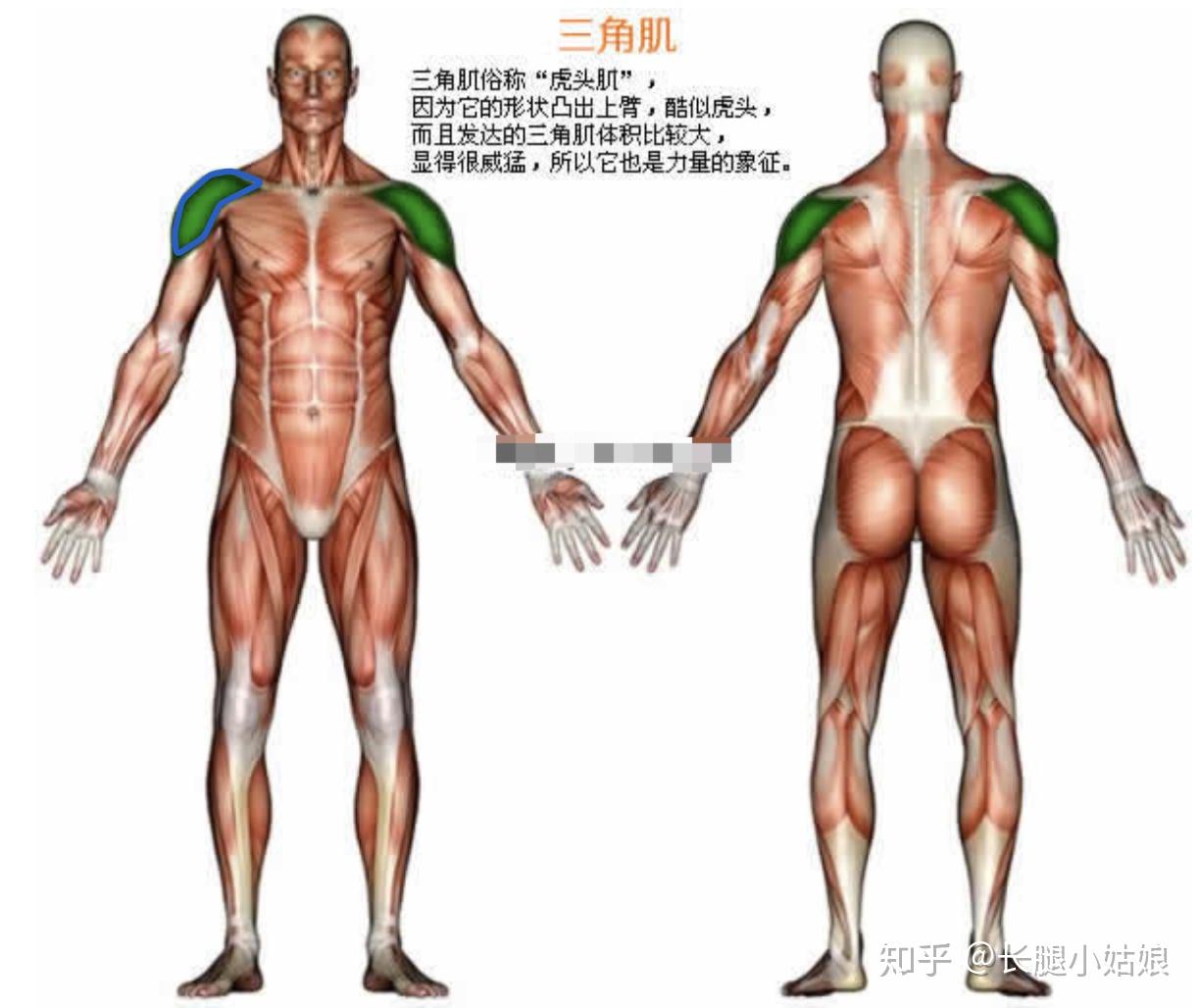 可調(diào)節(jié)啞鈴安全嗎_可調(diào)節(jié)啞鈴安全嗎為什么_可調(diào)試啞鈴