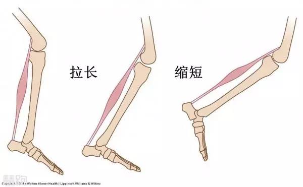 肌肉爆發(fā)力_肌肉爆發(fā)力是指_肌肉爆發(fā)力有關(guān)哪兩個因素