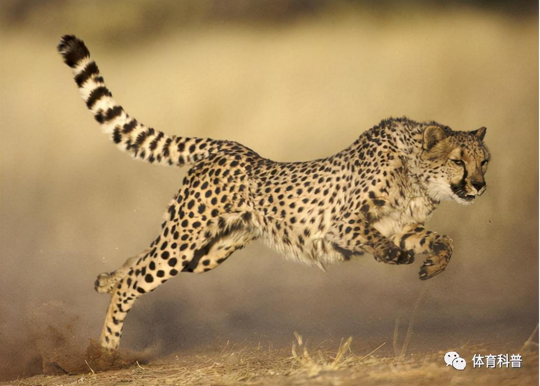 肌肉爆發(fā)力是指_肌肉爆發(fā)力有關(guān)哪兩個(gè)因素_肌肉爆發(fā)力