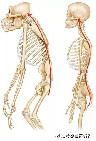 kaiyun體育 得了腰椎間盤突出，我還可以跑步嗎？
