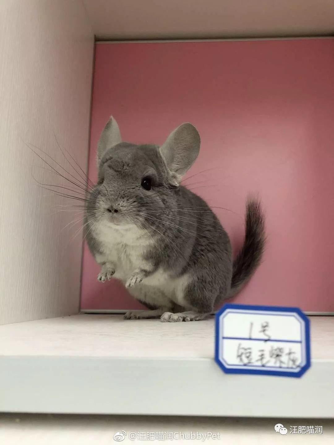 pg賞金大對(duì)決試玩版 龍貓茄子重度便秘脹氣絕食治療日記