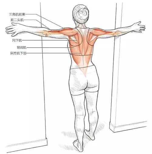 拉伸對(duì)于健身的重要性_健身拉伸有用嗎_健身后拉伸的重要性