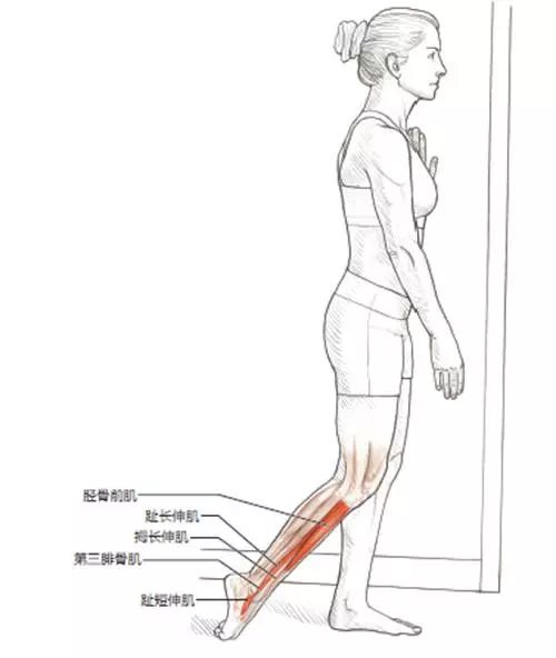 拉伸對(duì)于健身的重要性_健身后拉伸的重要性_健身拉伸有用嗎