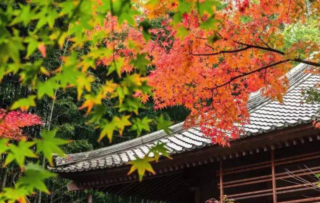 把心還給我原唱_心還給你是誰的臺詞_還心給主歌譜