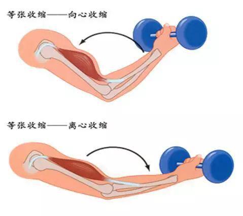 肌群訓練方法的設計_股后群肌包括_股后肌群訓練6種方法