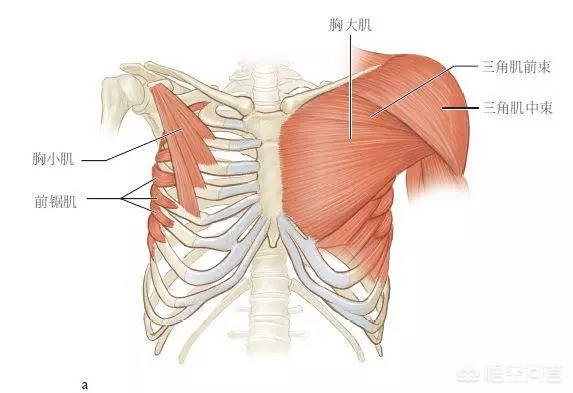 健身推胸的好處和壞處_健身推胸的最佳重量_健身房推胸一般做多少個(gè)