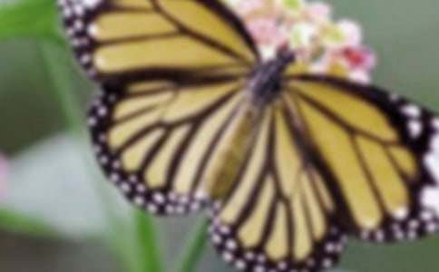 pg電子賞金試玩app 蝴蝶機(jī)如何練腹肌