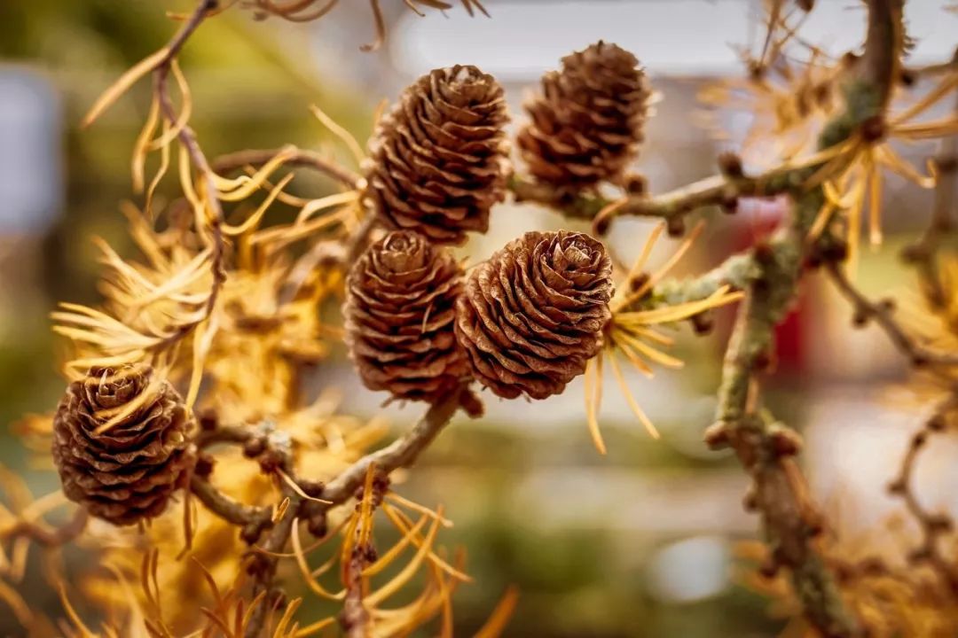身體是本錢經(jīng)典語錄_身體是本錢的意思_身體是本錢 英語