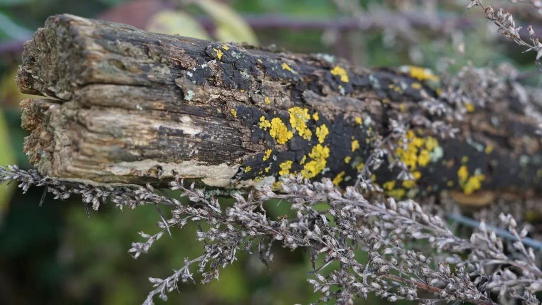 身體是本錢經(jīng)典語錄_身體是本錢 英語_身體是本錢的意思