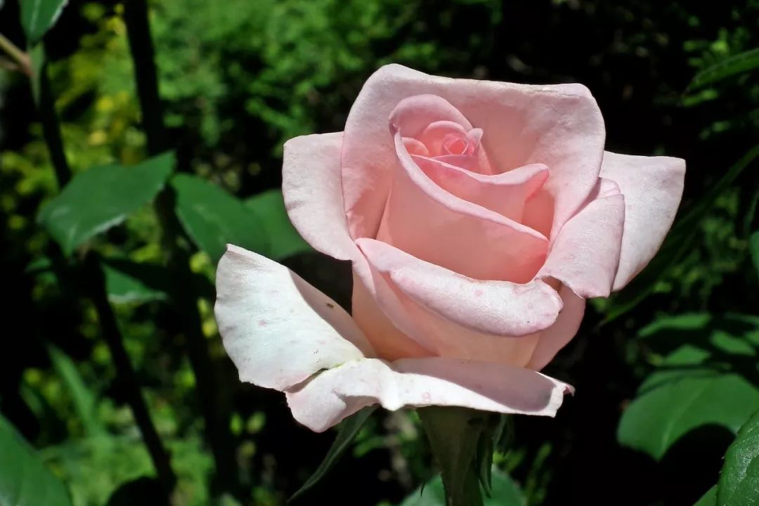 身體是本錢的意思_身體是本錢 英語_身體是本錢經(jīng)典語錄