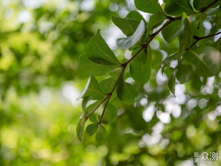索尼ZV-E1相機體驗，選卡、選鏡頭一文看全_新浪眾測