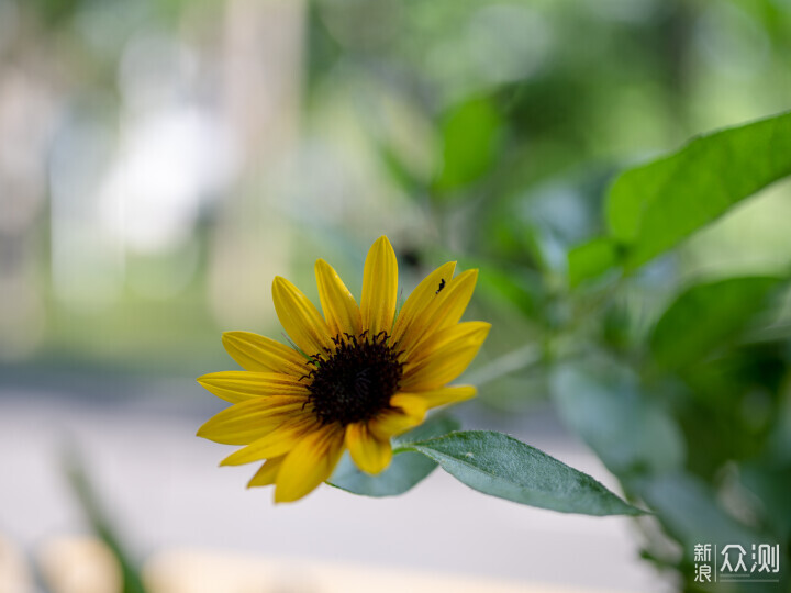 索尼ZV-E1相機體驗，選卡、選鏡頭一文看全_新浪眾測