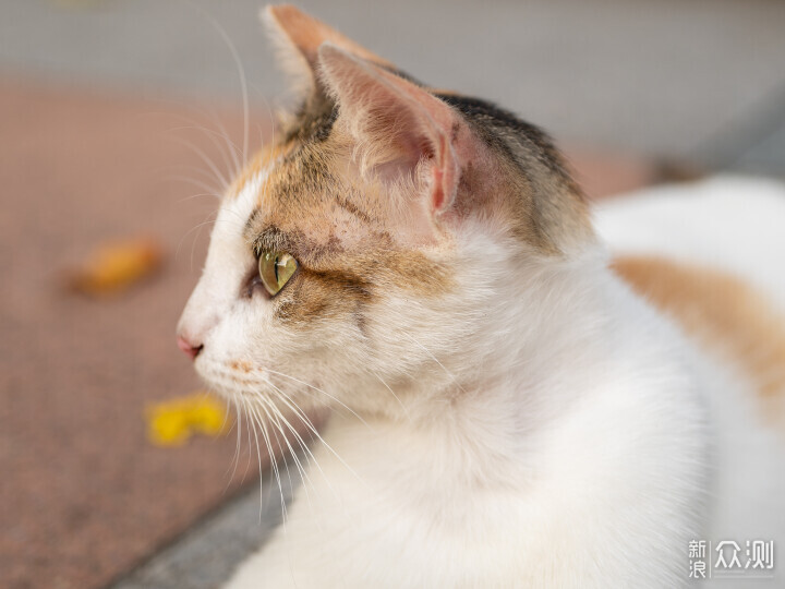 索尼ZV-E1相機體驗，選卡、選鏡頭一文看全_新浪眾測