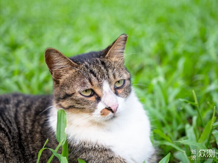 索尼ZV-E1相機體驗，選卡、選鏡頭一文看全_新浪眾測