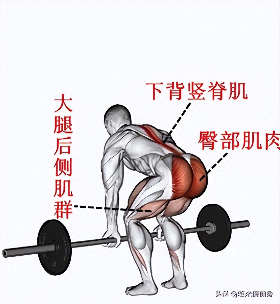 pg電子賞金試玩app 硬拉：健身寶藏動作