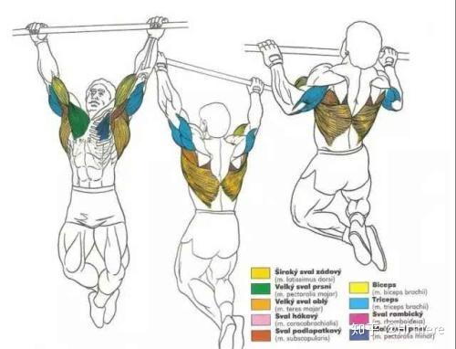 健身解剖詞匯學習_健身入門詞匯解釋_健身手套怎么戴