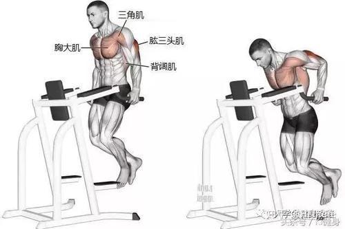 健身解剖詞匯學習_健身入門詞匯解釋_健身手套怎么戴