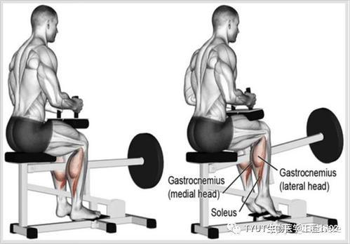 健身解剖詞匯學習_健身手套怎么戴_健身入門詞匯解釋