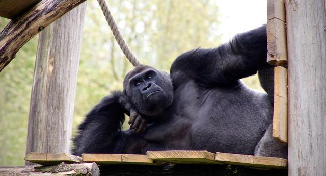 肌肉練成什么樣好看_人類(lèi)不適合練肌肉_可以練肌肉的動(dòng)作