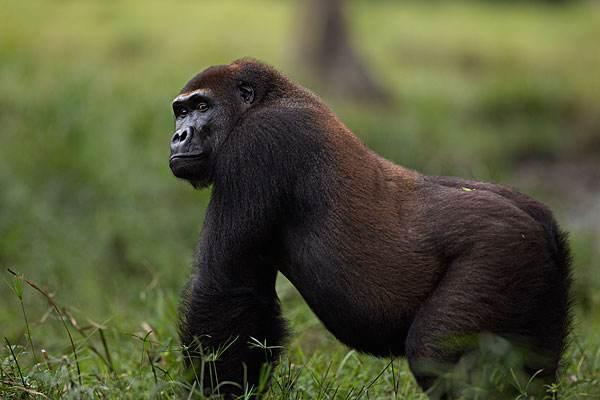 人類(lèi)不適合練肌肉_肌肉練成什么樣好看_可以練肌肉的動(dòng)作