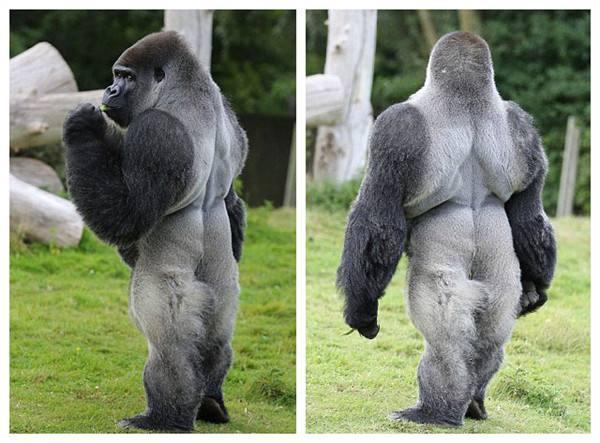 可以練肌肉的動(dòng)作_肌肉練成什么樣好看_人類(lèi)不適合練肌肉