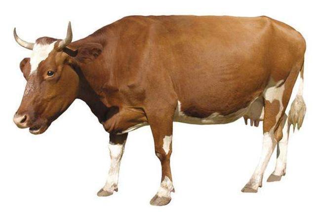 肌肉練成什么樣好看_人類(lèi)不適合練肌肉_可以練肌肉的動(dòng)作